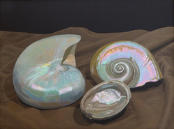 seashells, shells